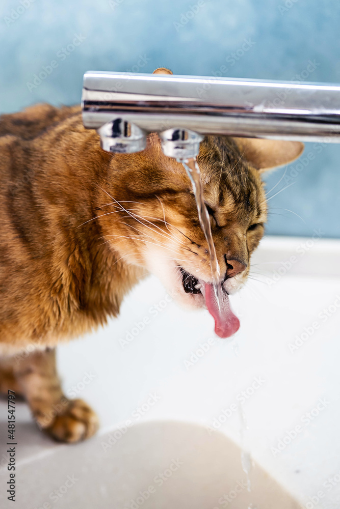 Foto de Cat drinks water from water tap. Cute bengal cat drinking water