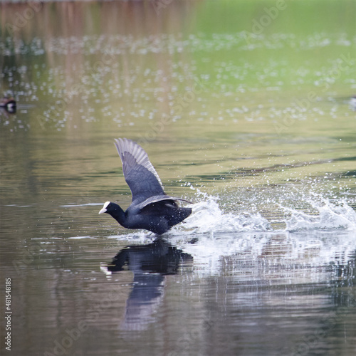 Espèce de canards qui s'envole sur un lac en Bretagne sans doute un Foulque pendant l'hiver photo