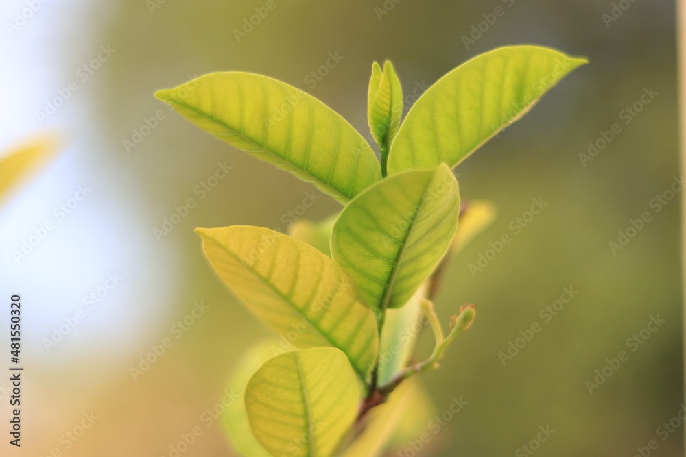 green leaves on a sunny day green leaves on a sunny day
