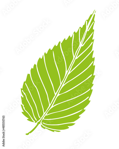 Obraz na plátně Green silhouette of sweet cherry birch leaf
