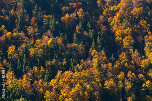 Mixed forest in the colors of autumn