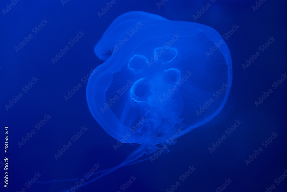 Jellyfish swims under water in aquarium Jellyfish swims under water in aquarium