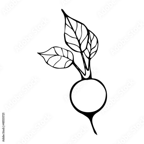 Illustration of decorative beetroot