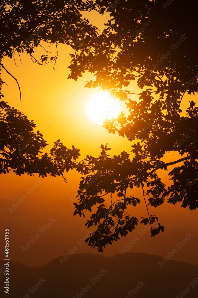 Setting sun on orange sky with leaves in foreground and hills in background Setting sun on orange sky with leaves in foreground and hills in background