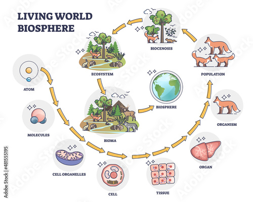 Living world biosphere with structural hierarchy division outline concept. Labeled educational classification from atom to bioma categories vector illustration. Biological chart with living organisms. photo