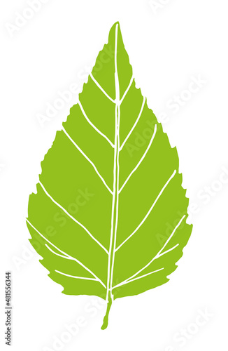 Fotografie, Obraz A leaf of the black Far Eastern, Daurian birch