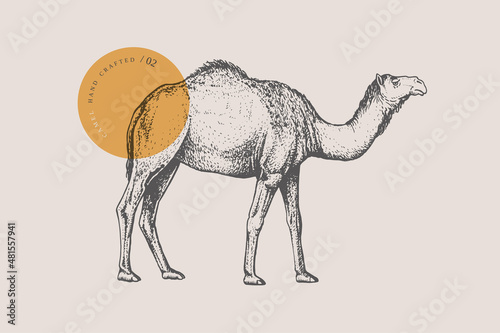 Fotobehang Hand-draw of a walking one-humped camel on a light background