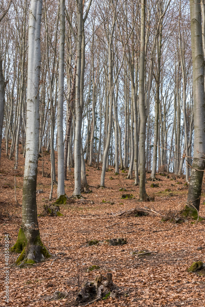Winter season, landscape and nature. Freezing weather Winter season, landscape and nature. Freezing weather