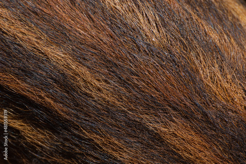 Fur of young wild boar