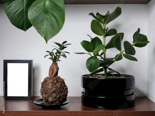 Scaffale con piante e quadro bianco vuoto, ambientazione interna photo