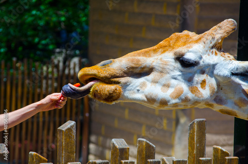 Cute giraffe use its tongue to take carrot from people hand in close-up.