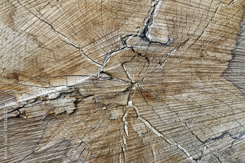Foto Cut tree trunk - texture of wood
