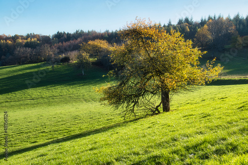 Yellow leaves on a tree in a field of green grass near Potzbach, Germany on a bright, sunny fall day.