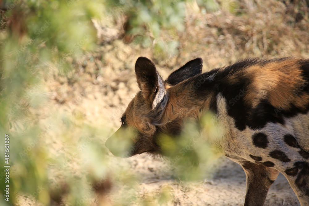 hyena hyena