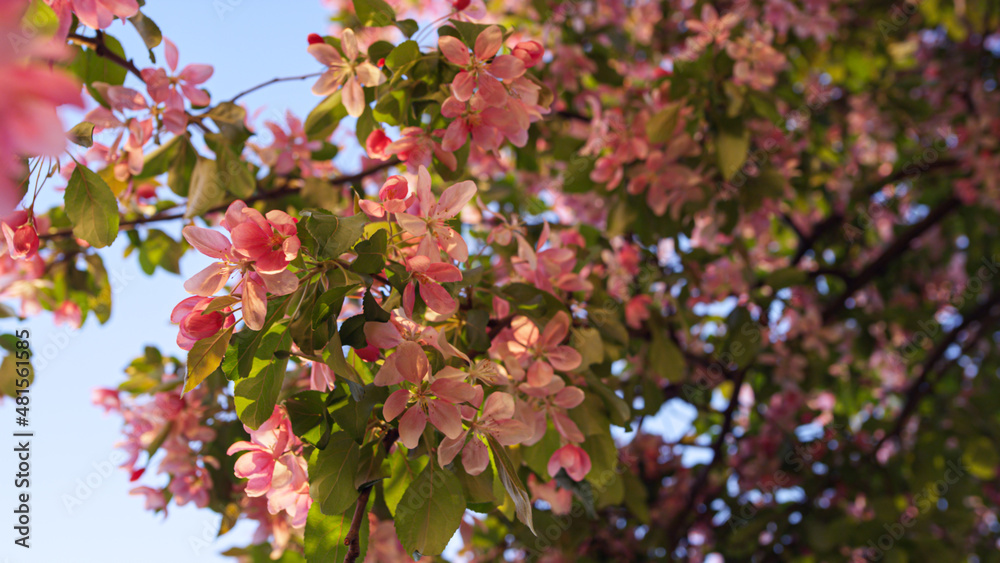 Pink sakura flowers blooming among vivid green leafs against sunset sky.