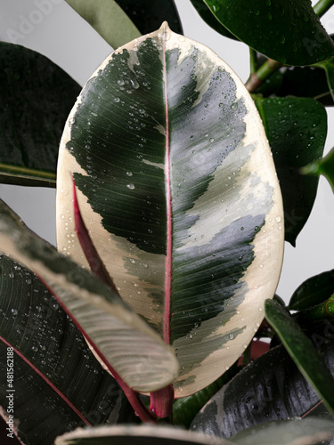 Foglie di ficus variegata pianta in vaso, ambientazione interna photo