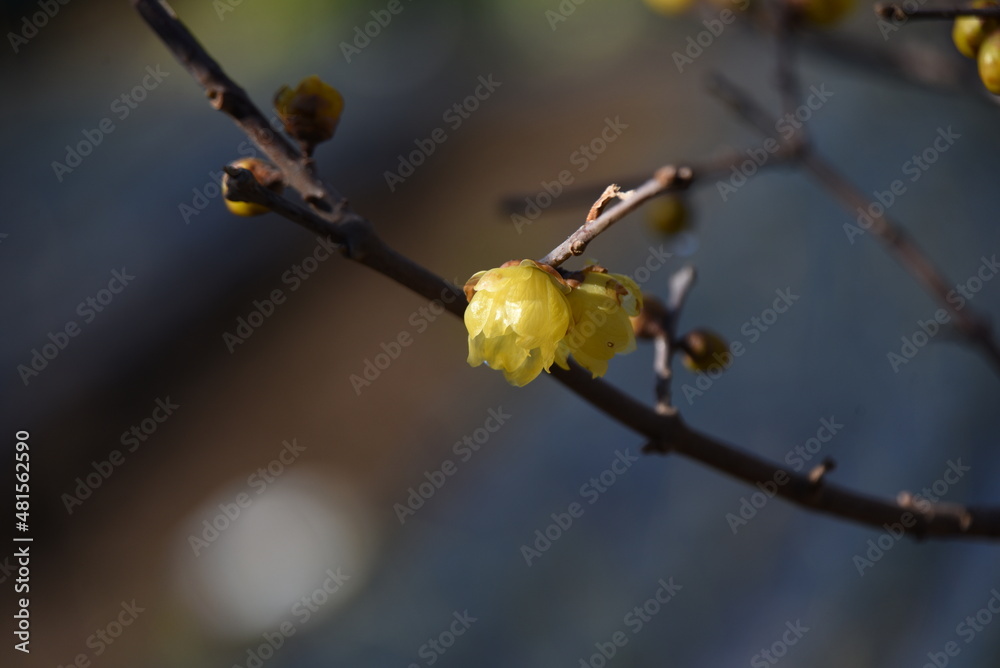 Winter sweet blossoms. Calycanthaceae deciduous tree. The flowering season is from December to February. Winter sweet blossoms. Calycanthaceae deciduous tree. The flowering season is from December to February.