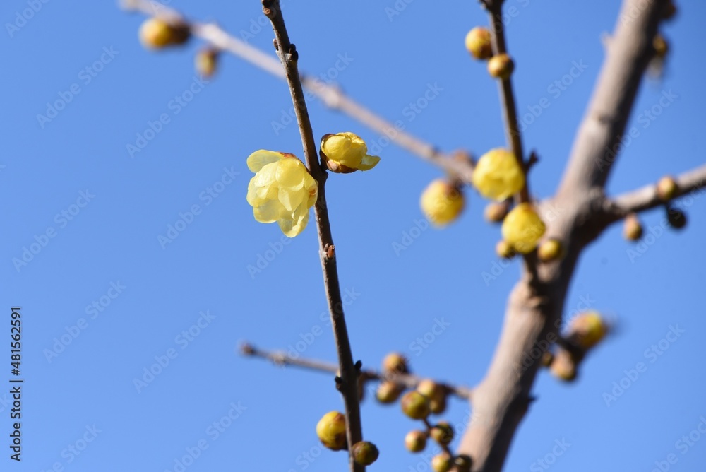 Winter sweet blossoms. Calycanthaceae deciduous tree. The flowering season is from December to February. Winter sweet blossoms. Calycanthaceae deciduous tree. The flowering season is from December to February.