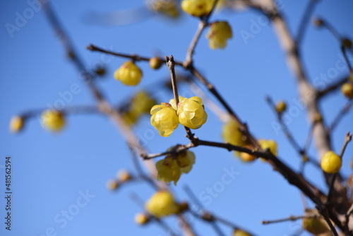 Winter sweet blossoms. Calycanthaceae deciduous tree. The flowering season is from December to February. 
