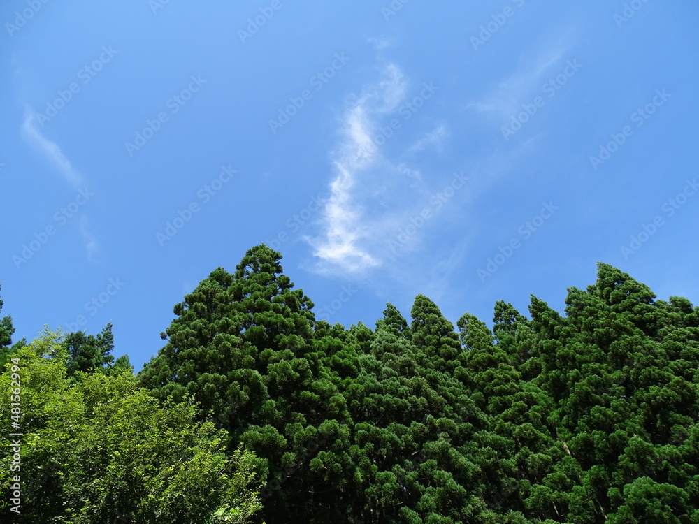 Fototapeta premium 里山