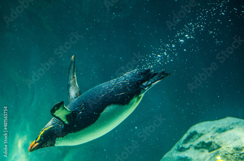 Australian little penguin swimming in water tank.
