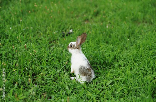 baby rabbit on the grass