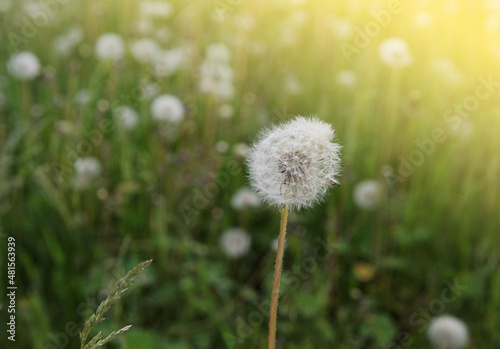 dandelion on grass