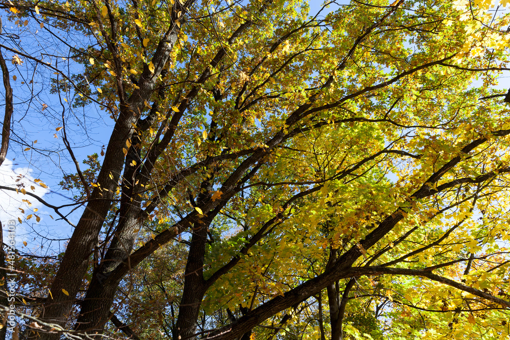 trees in a mixed forest during leaf fall trees in a mixed forest during leaf fall