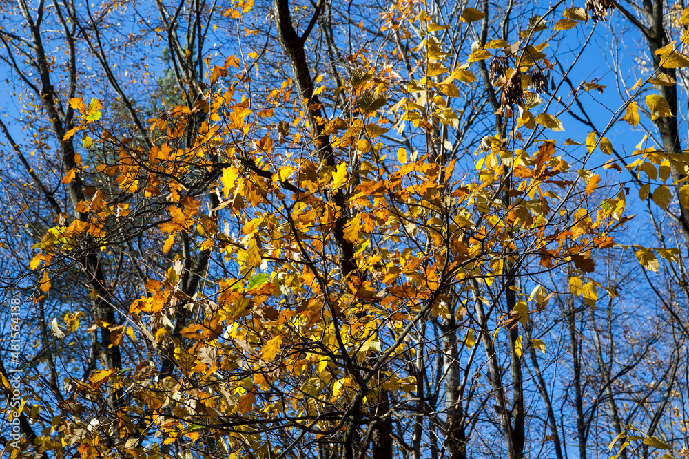 trees in a mixed forest during leaf fall trees in a mixed forest during leaf fall