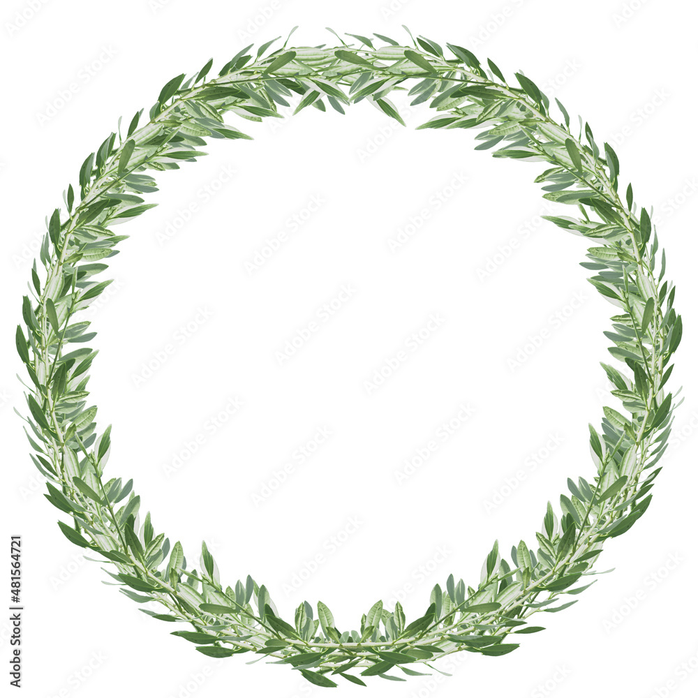 Couronne d’olivier, fond blanc Couronne d’olivier, fond blanc