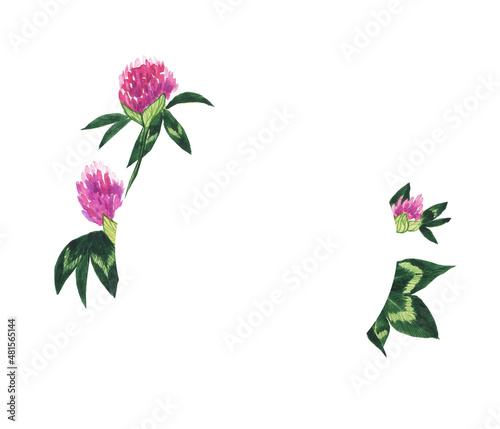 Red clover flower frame isolated on white background. Trifolium pretense plant. Watercolor hand drawing illustration. Place the text.