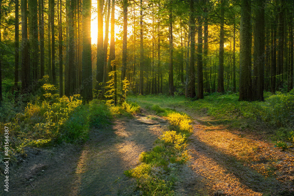 Fototapeta premium Magical sunset in the forest.