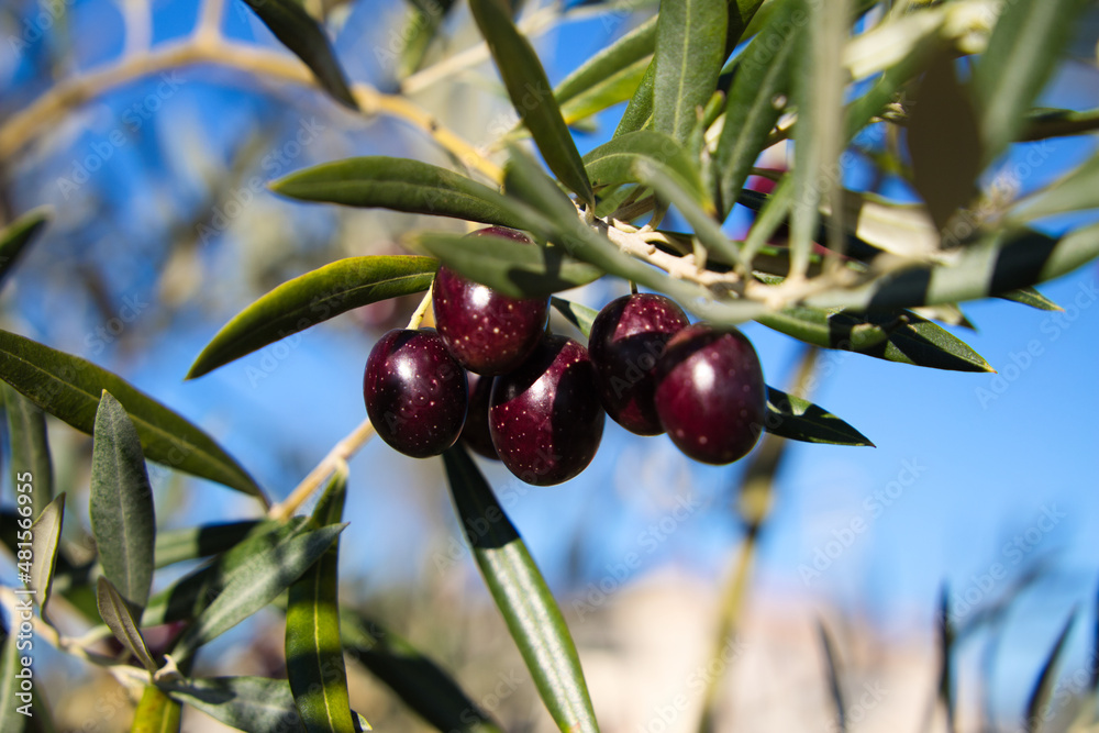 olive branch with ripe olives on the tree. Olive oil olive branch with ripe olives on the tree. Olive oil