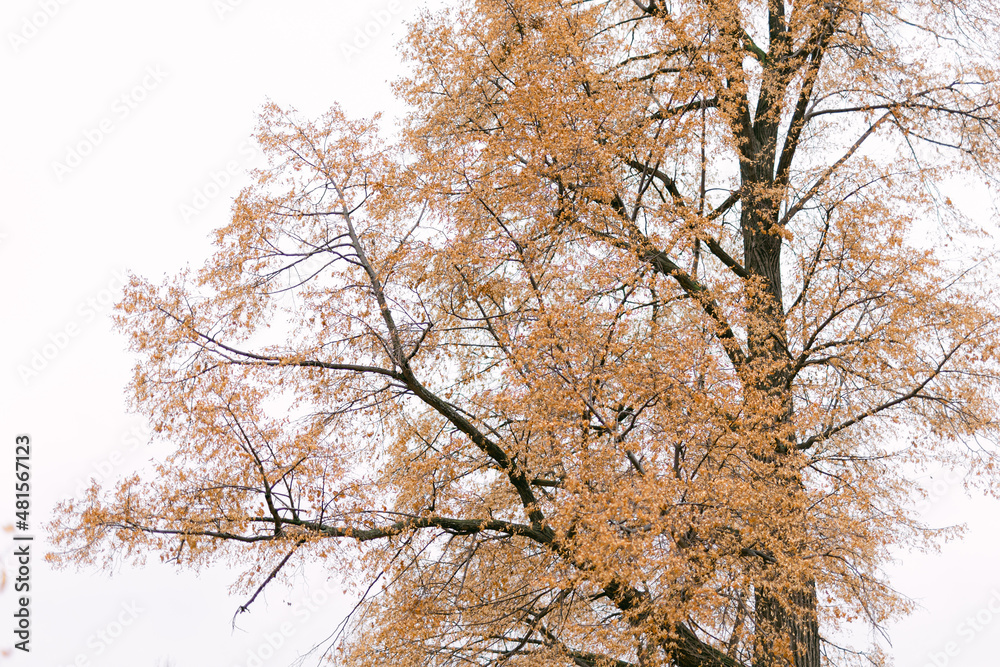 A lonely tree with yellow, withered leaves against a cloudy sky A lonely tree with yellow, withered leaves against a cloudy sky