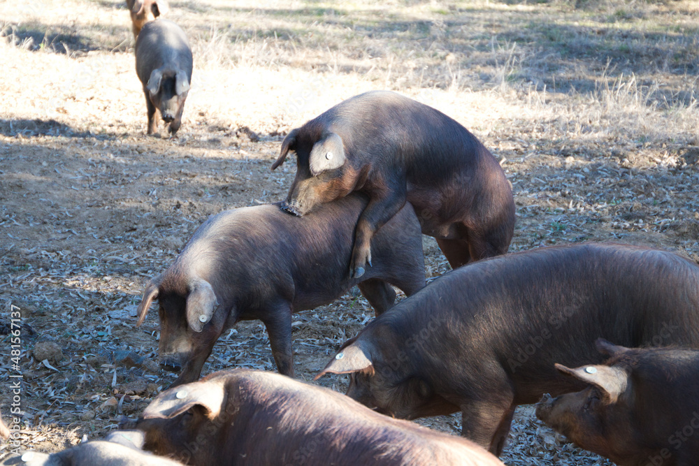 Group of Iberian pigs under holm oaks in the Dehesa or countryside. There are two mating. Iberian ham and feeding concept Group of Iberian pigs under holm oaks in the Dehesa or countryside. There are two mating. Iberian ham and feeding concept