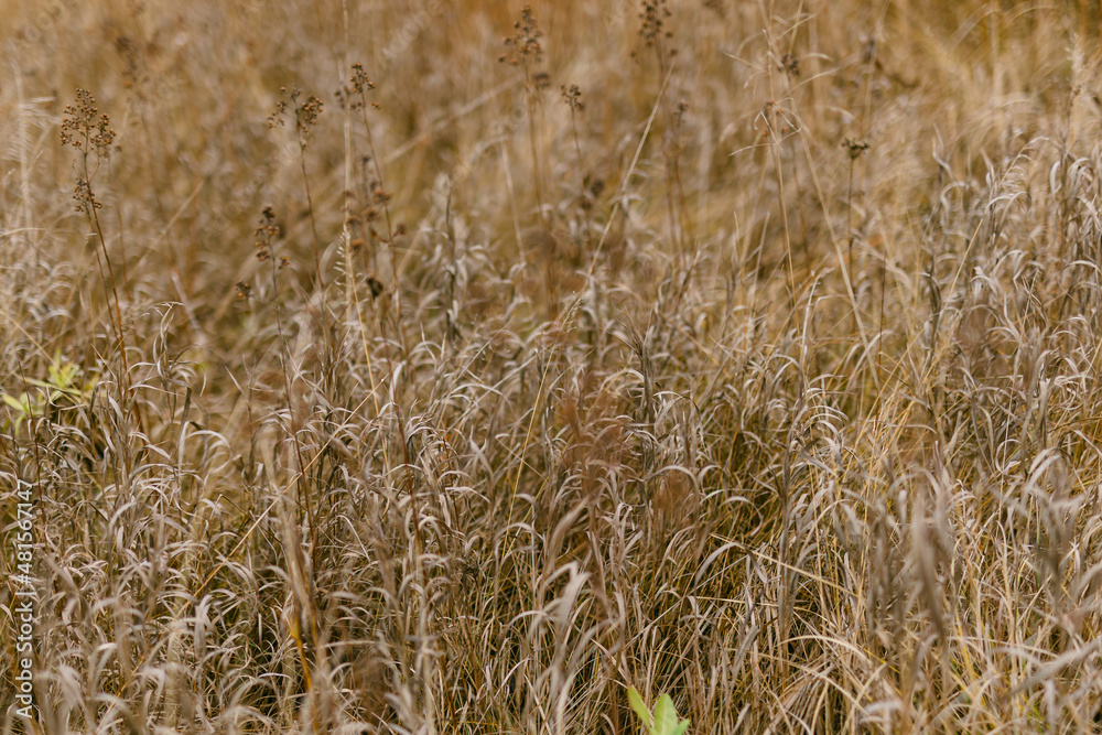 Fototapeta premium yellow wild grass on the field.