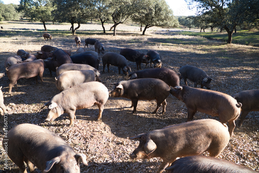 Group of Iberian pigs eating acorns under the holm oaks in the Dehesa or countryside. Concept of Iberian ham and nutrition Group of Iberian pigs eating acorns under the holm oaks in the Dehesa or countryside. Concept of Iberian ham and nutrition