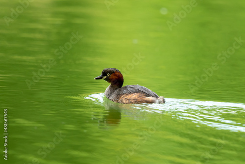 Little Grebe on the water.