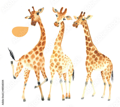 Fototapeta Naklejka Na Ścianę i Meble -  A company of funny and cute giraffes with speech buble. Watercolor Clipart Set isolated on white background