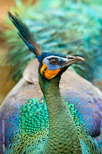 Close up portrait of Green Peafowl