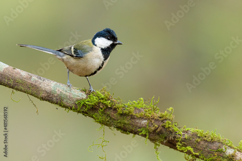 Japanese Tit perching on a perch