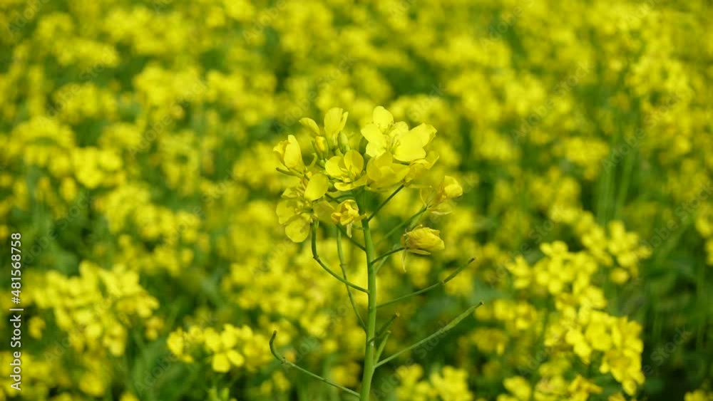 Yellow mustard flowers are blooming all over the field. Yellow flowers background. Slow-motion video. Yellow mustard flowers are blooming all over the field. Yellow flowers background. Slow-motion video.
