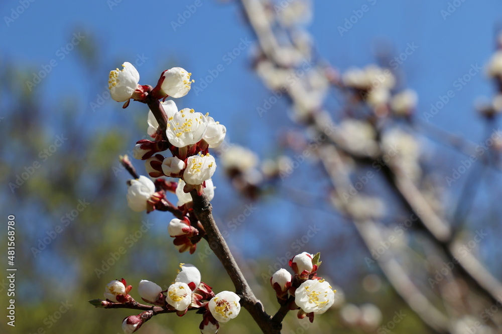 White apricot flowers on a tree branch. Spring garden in sunny day White apricot flowers on a tree branch. Spring garden in sunny day