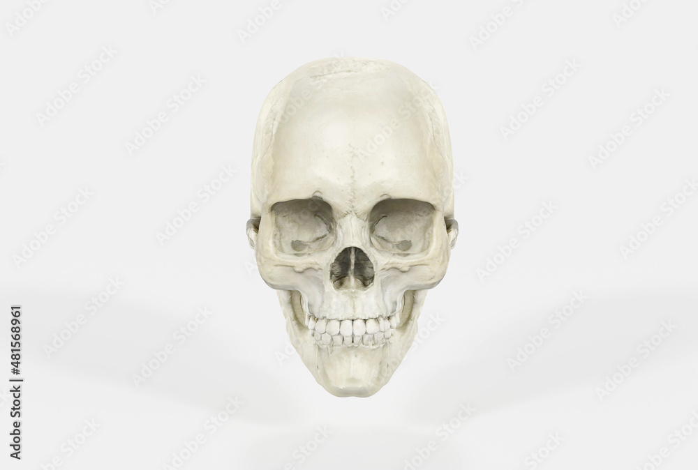 Female skull on a light background in the front. 3d render, 3d illustration. Medical and anthropological concept. Human skull, medical research, human study.