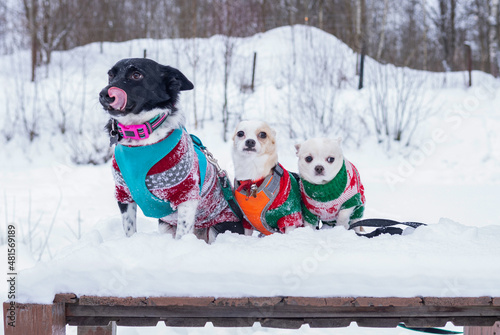 Two small chihuahua puppies of light color and a mongrel with a black face, dressed in colored knitted overalls, sit in the snow in winter. bokeh effect