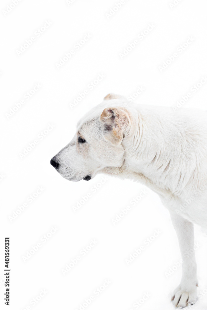 Caucasian guard Shepherd Alabai white color with fawn spots on a white background. A dog on a winter walk, looking into the distance. Concept: poster, dog breeding, veterinary, for puzzles, wallpaper. Caucasian guard Shepherd Alabai white color with fawn spots on a white background. A dog on a winter walk, looking into the distance. Concept: poster, dog breeding, veterinary, for puzzles, wallpaper.