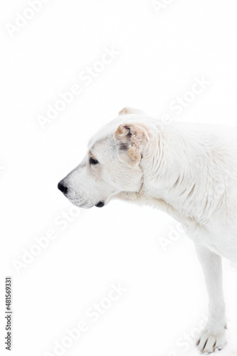 Caucasian guard Shepherd Alabai white color with fawn spots on a white background. A dog on a winter walk, looking into the distance. Concept: poster, dog breeding, veterinary, for puzzles, wallpaper.