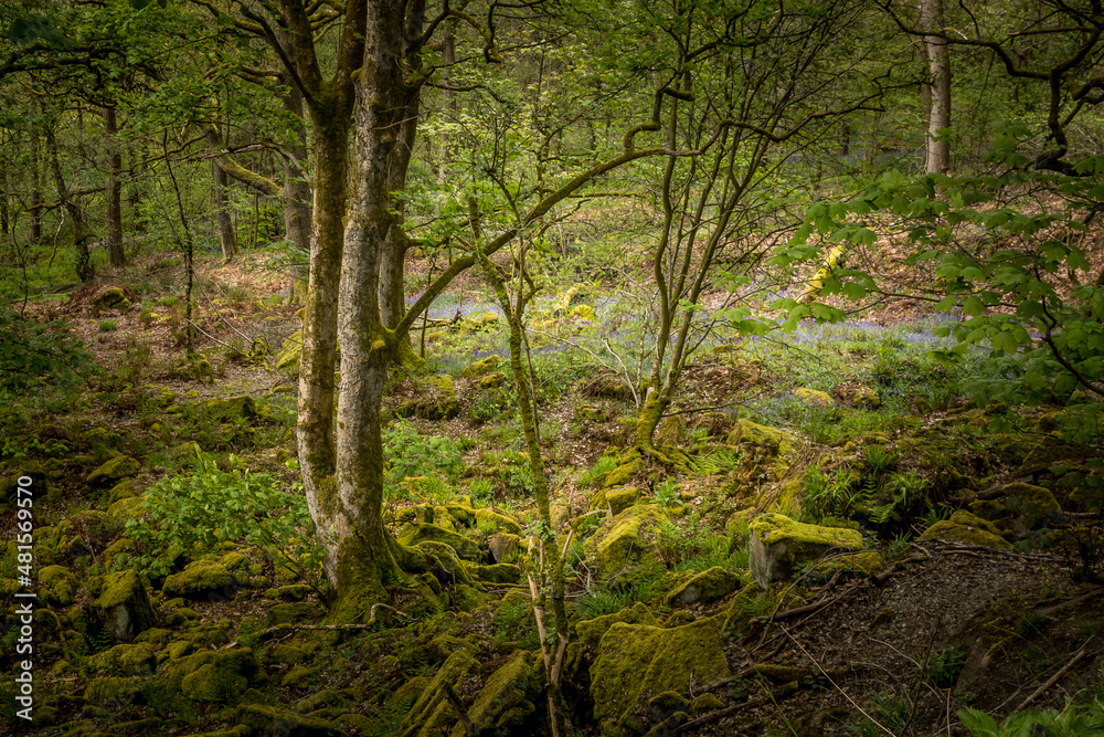 Bluebells (Hyacinthoides non-scripta)