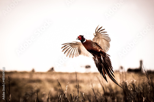 Fotografiet Pheasant (Phasianus colchicus)