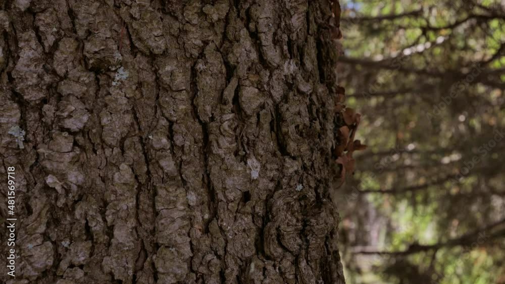close up of bark. texture tree view. Pine tree in the forest. Concept of nature, ecology, reforestation close up of bark. texture tree view. Pine tree in the forest. Concept of nature, ecology, reforestation